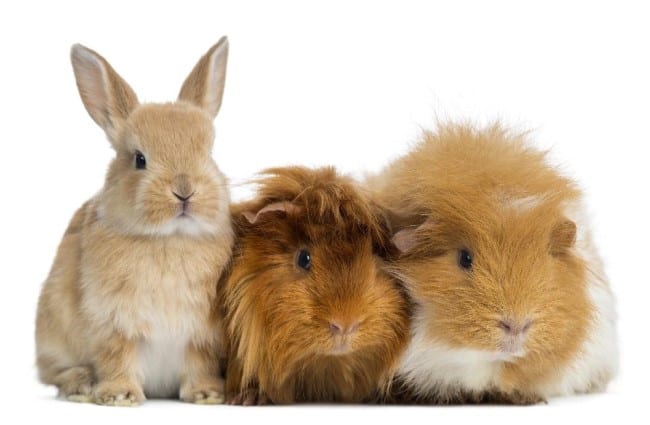 Small Animals