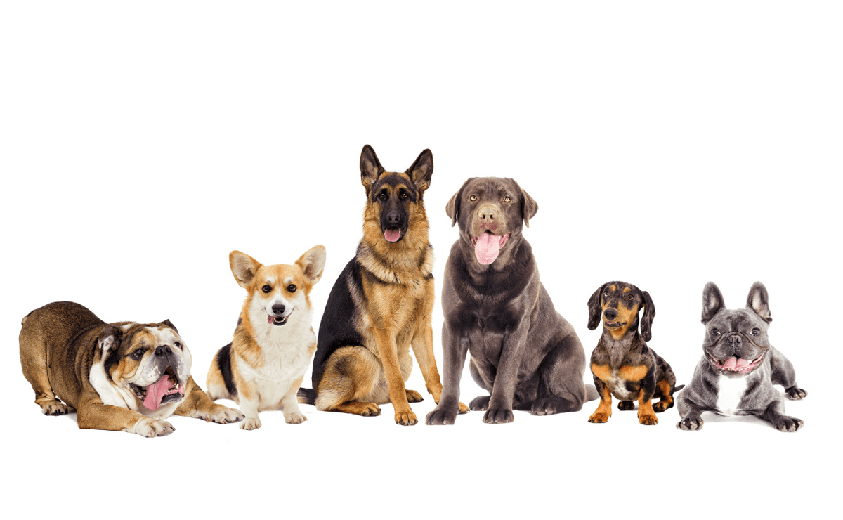 Dogs