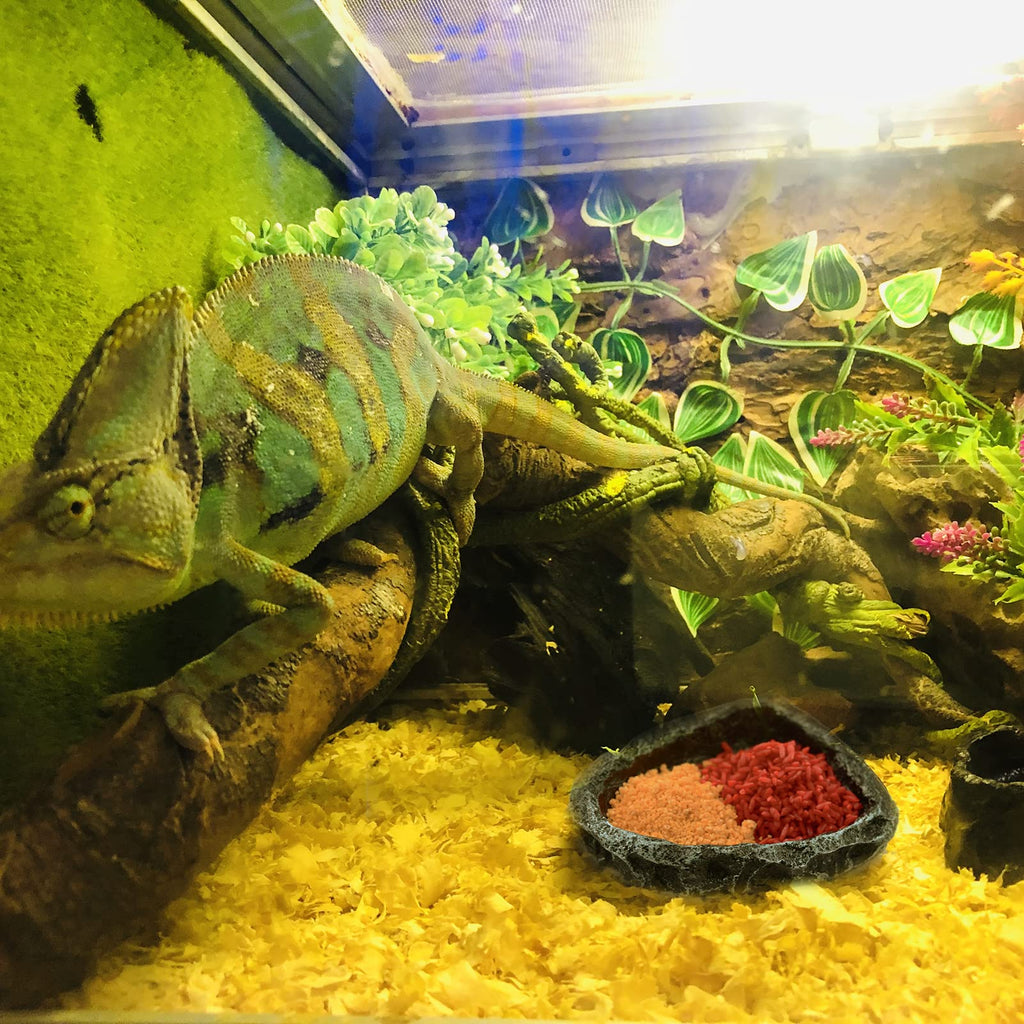 AcceLeah 2 Pack Reptile Food Bowls for Leopard Gecko Lizard Spider Scorpion