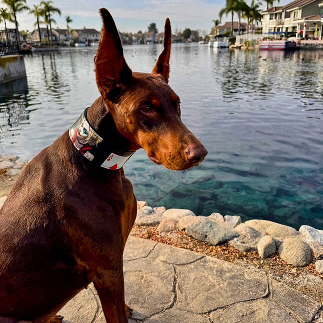The Harley Limited Collar