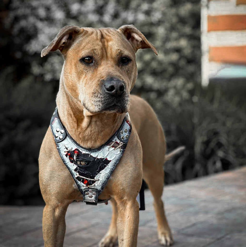 The “Dragon's Eye” Harness LIMITED!